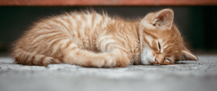leucose chez le chat